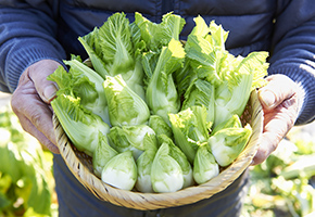 Hakata Tsubomina Mustard Green