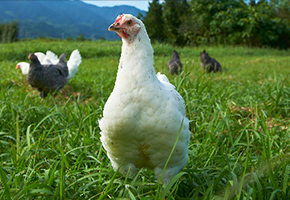 Hakata Ichiban-dori Chicken