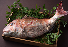 Natural Red Sea Bream