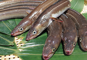 Conger Eel