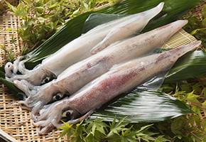 Ipponyari Squid