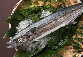 Tokusen Honzawara Mackerel