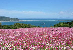 Nokonoshima Island