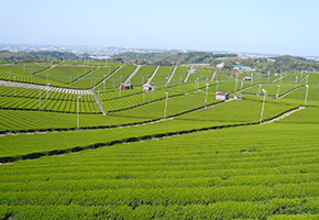 Yame Tea Field